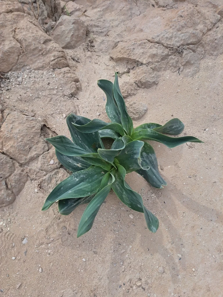 Drimia maritima