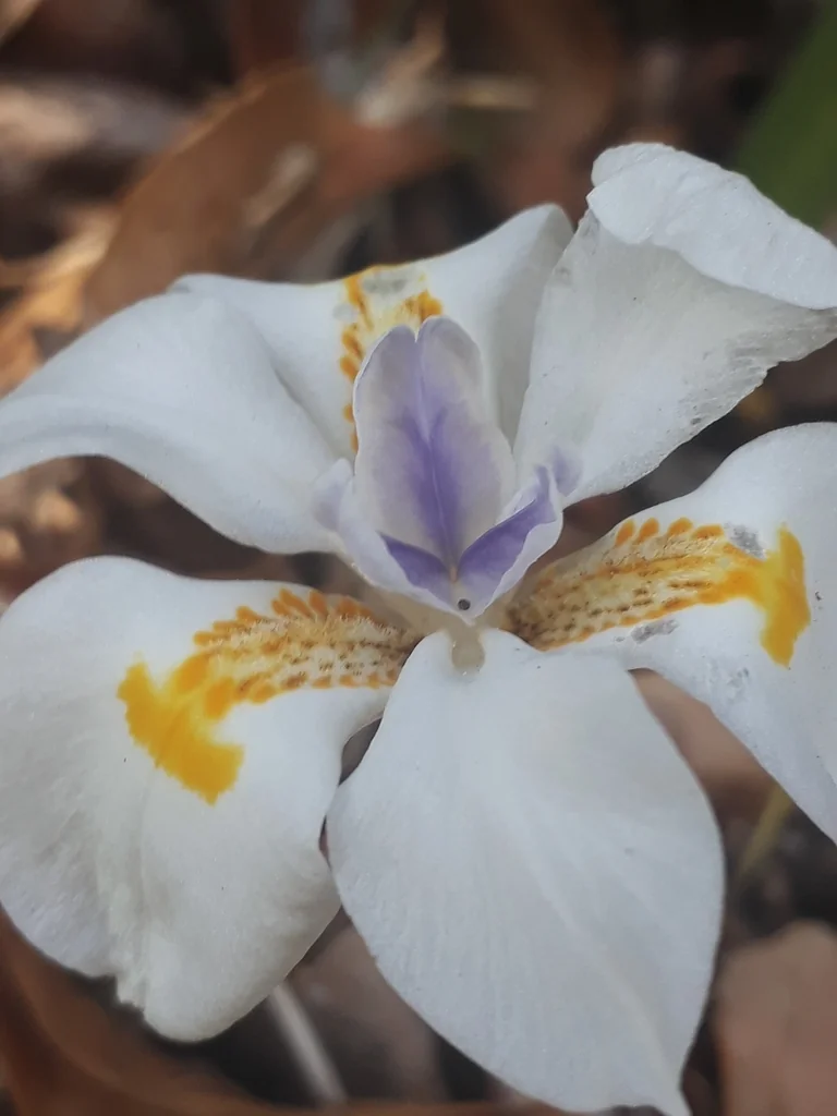 Dietes Iridioides