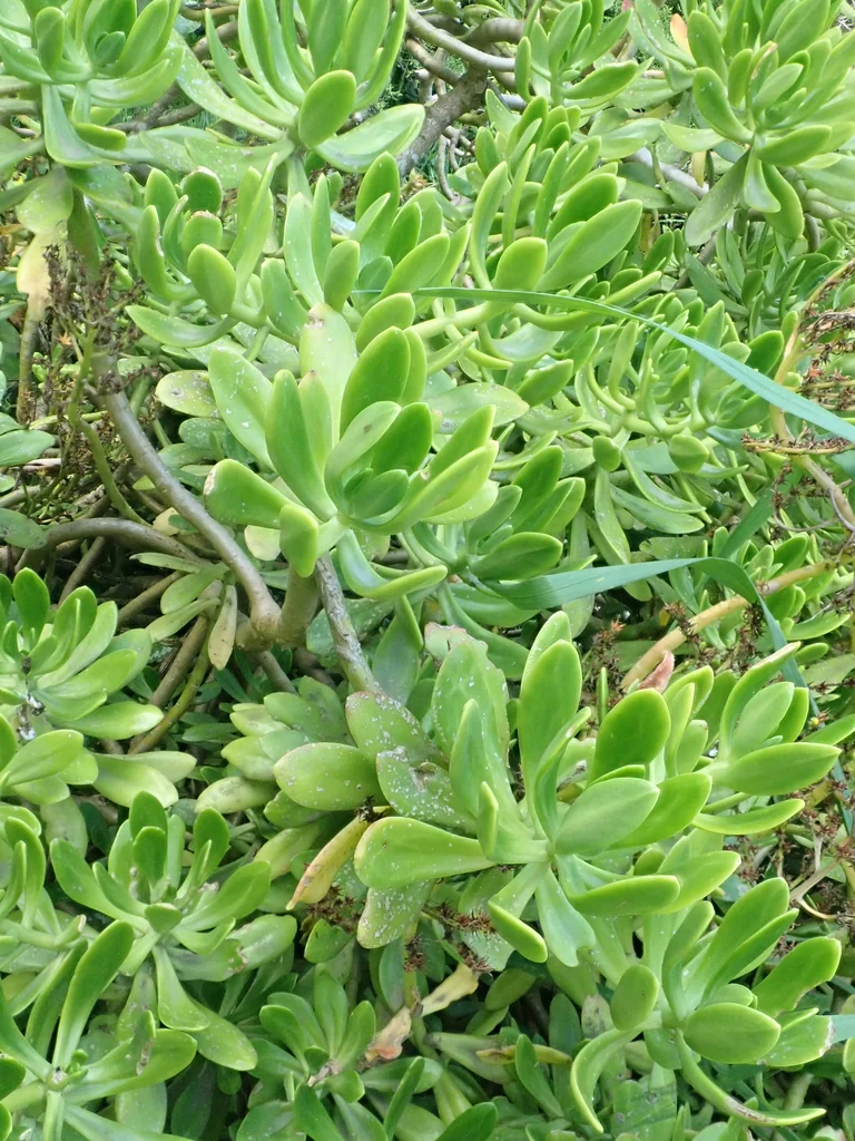 Sedum Praealtum