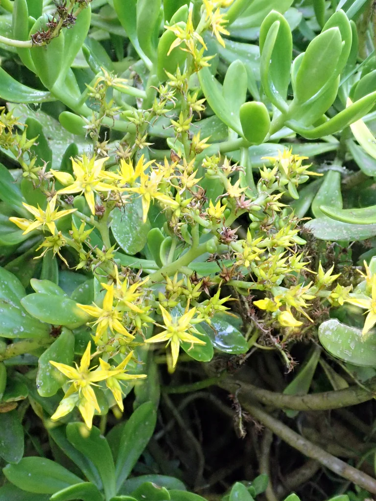 Sedum Praealtum