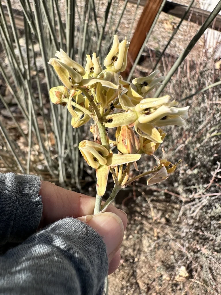 Asclepias Subulata
