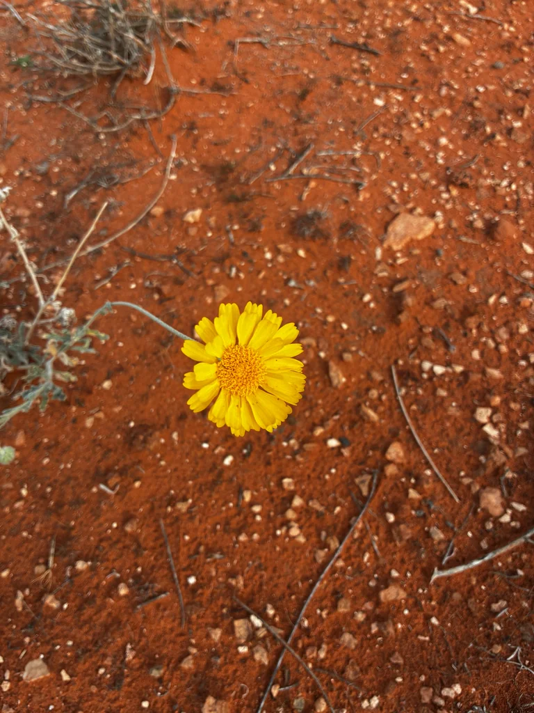 Baileya Multiradiata