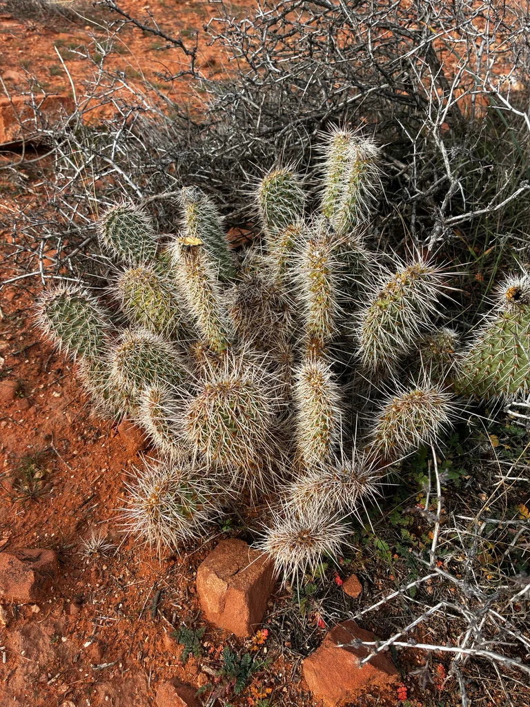 Opuntia Erinacea