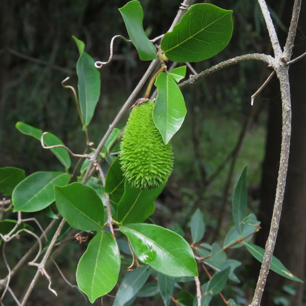 Clytostoma Callistegioides