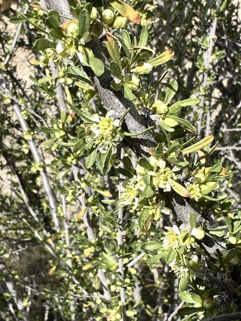 Prunus Fasciculata