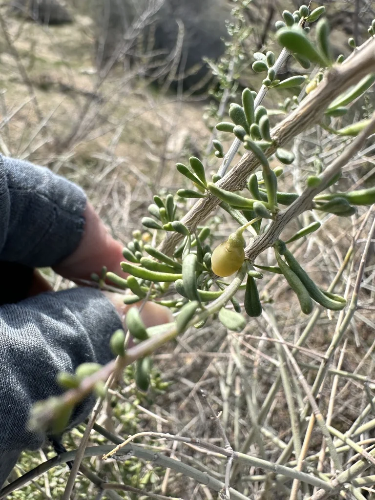 Lycium Andersonii