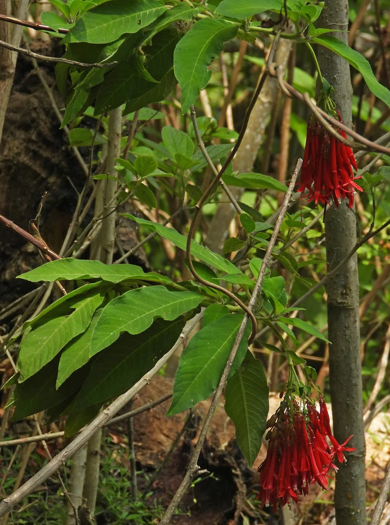 Fuchsia Boliviana