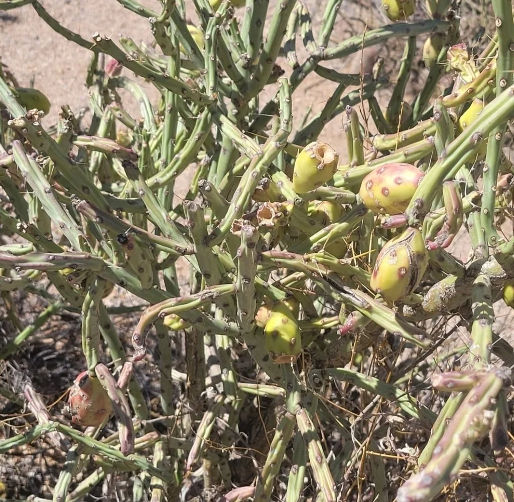 Cylindropuntia Arbuscula