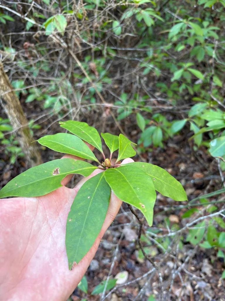 Illicium Floridanum