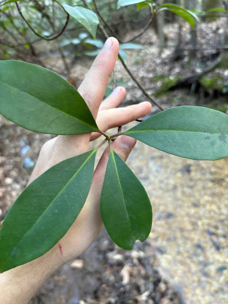 Illicium Floridanum