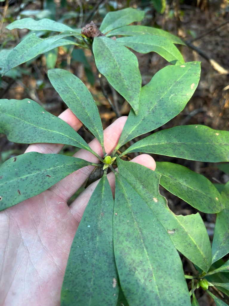 Illicium Floridanum