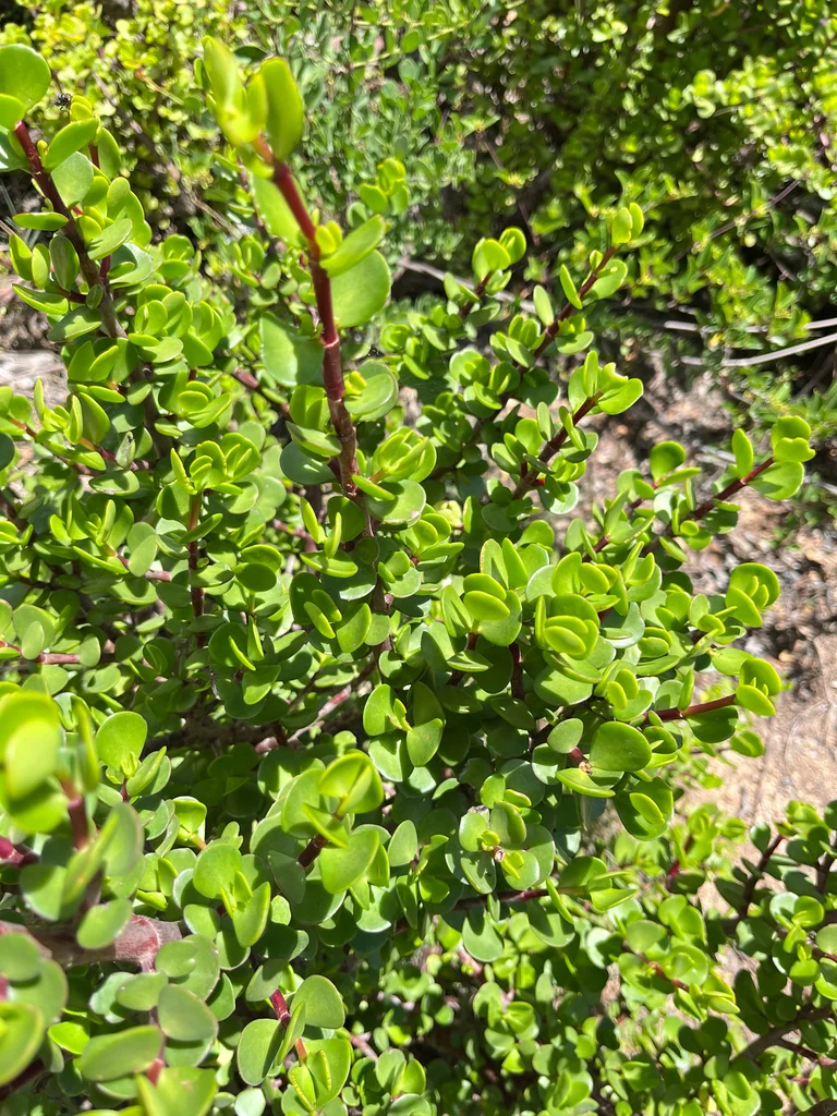 Portulacaria Afra