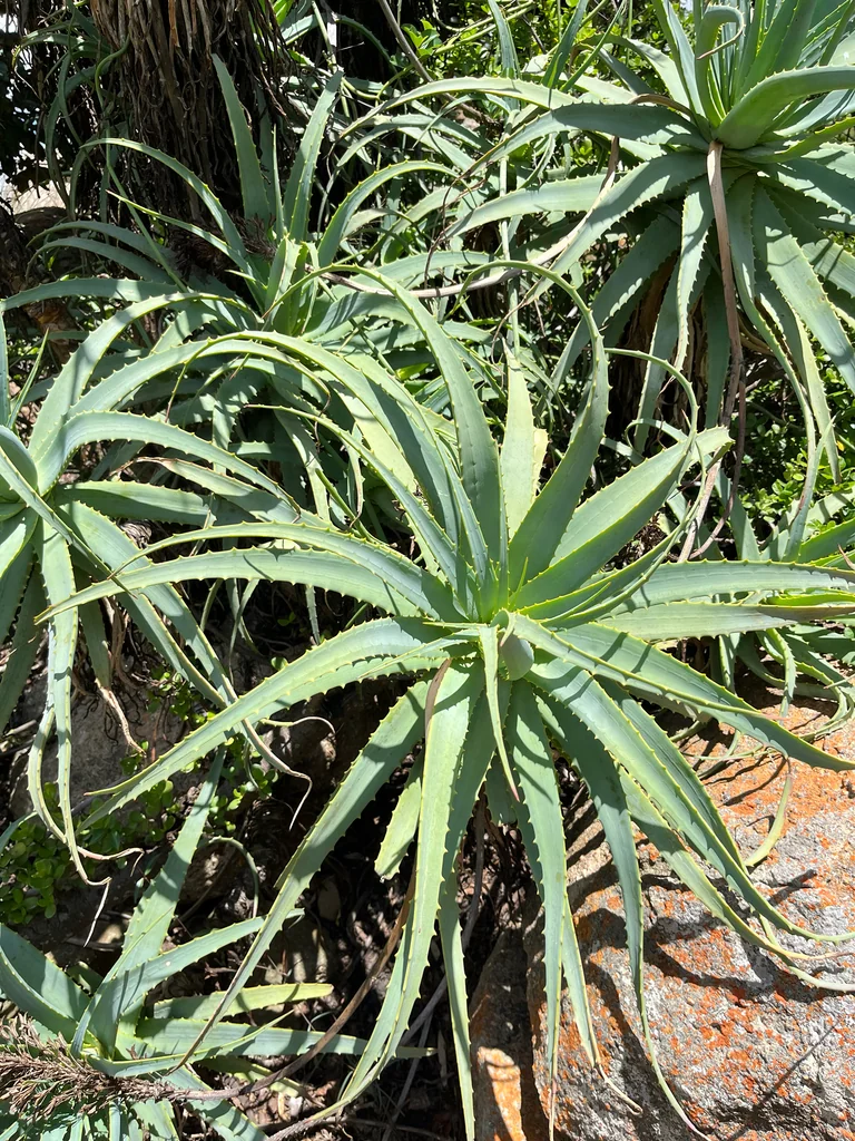 Aloe Arborescens