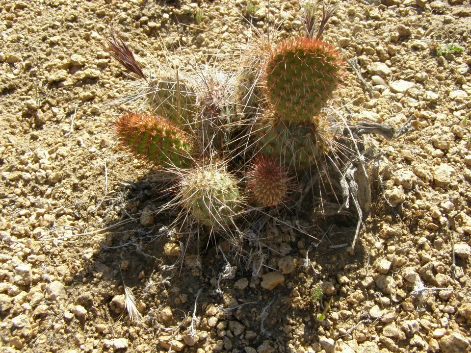 Opuntia Erinacea