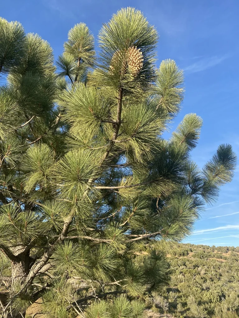 Pinus Coulteri