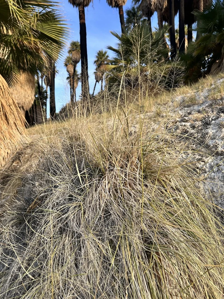 Sporobolus Airoides