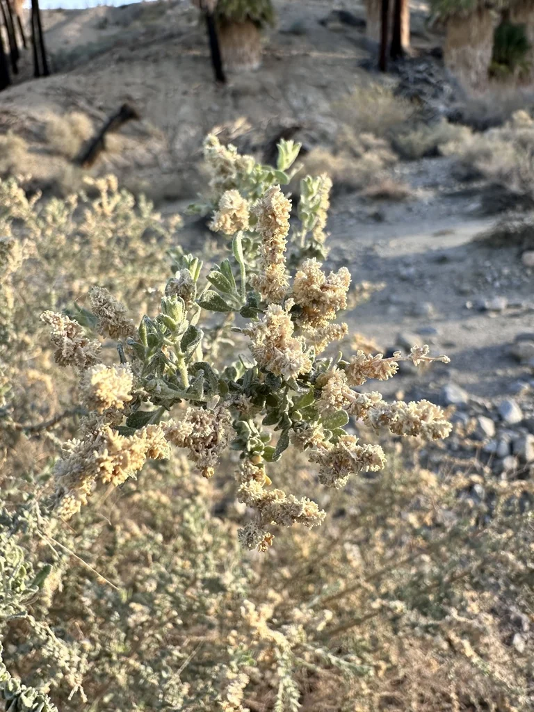 Atriplex Polycarpa