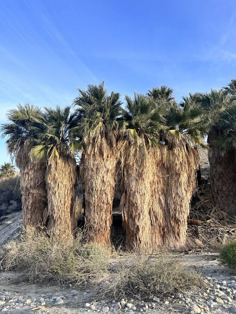 Washingtonia Filifera