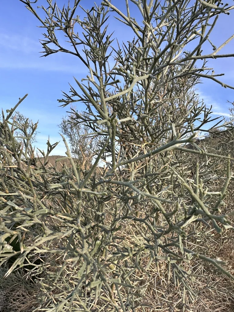 Psorothamnus Spinosus