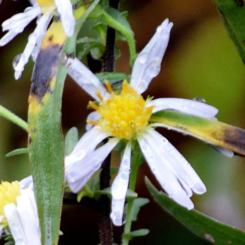 Symphyotrichum Chilense