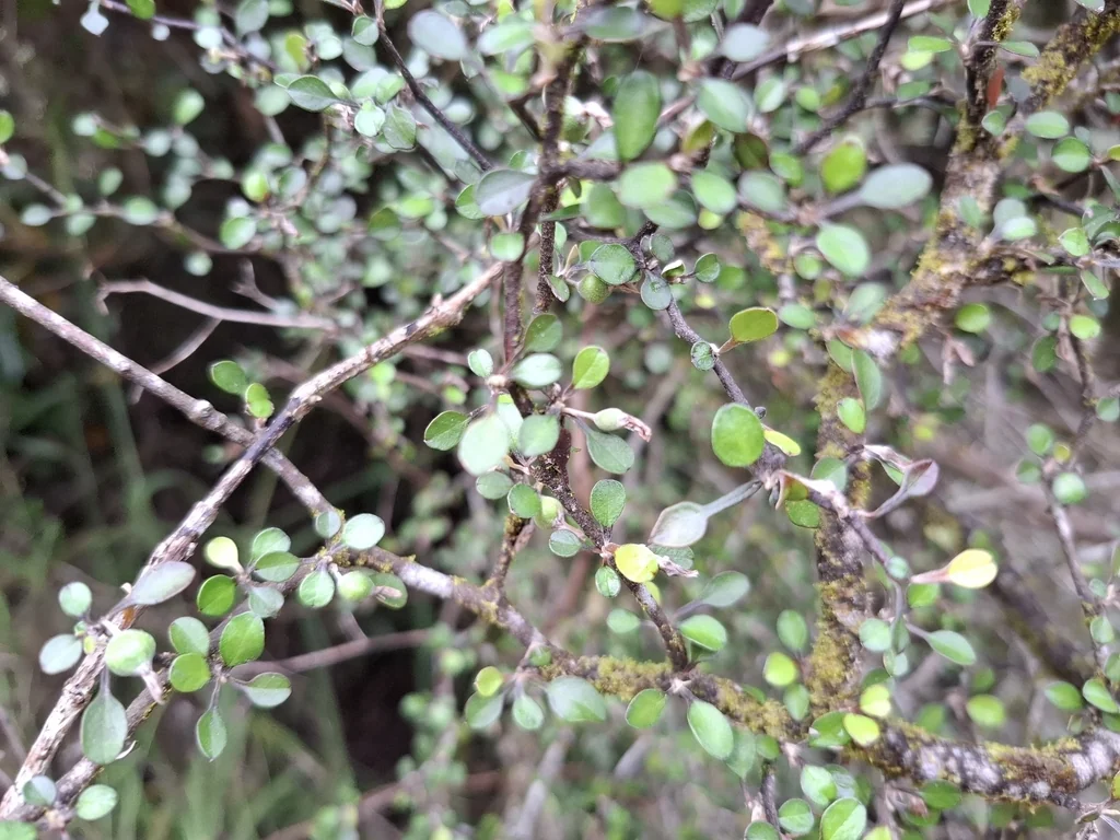 Corokia Cotoneaster