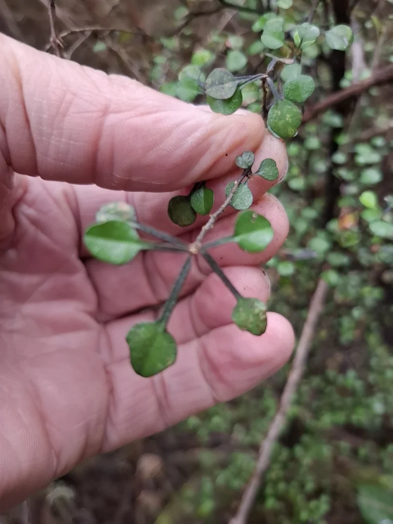 Corokia Cotoneaster