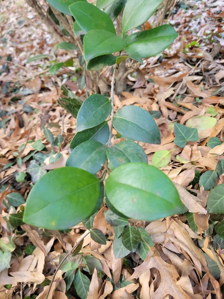 Ligustrum Japonicum