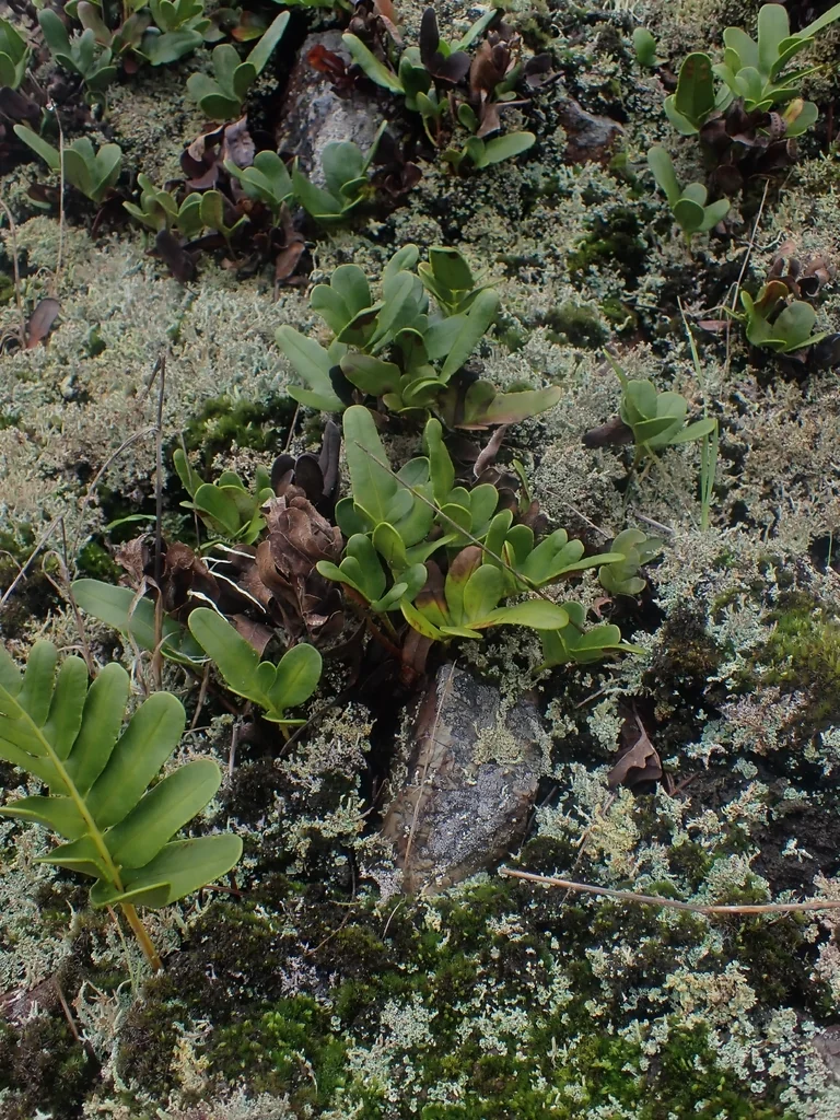Polypodium Scouleri