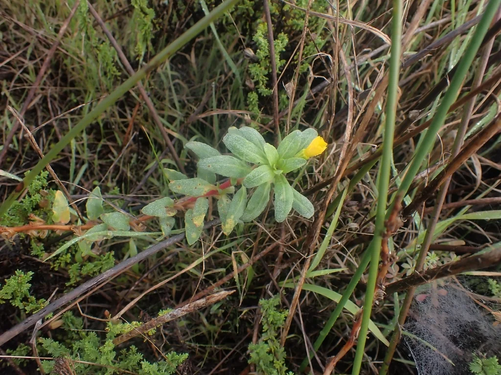 Camissonia Cheiranthifolia