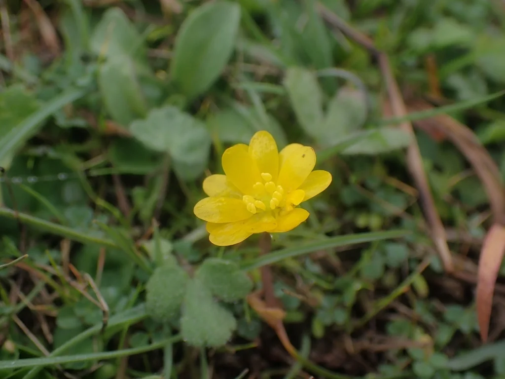 Ranunculus Californicus