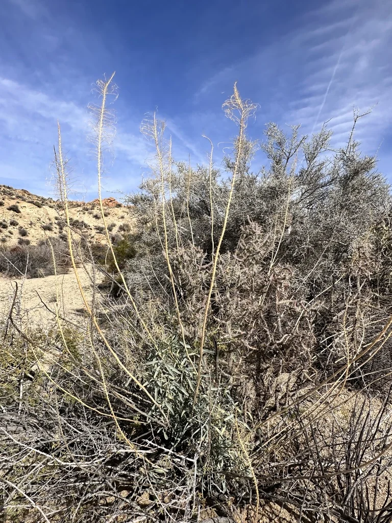 Stanleya Pinnata