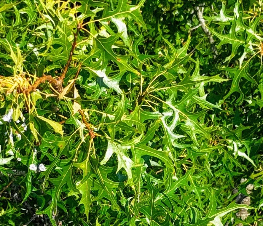Quercus Palustris