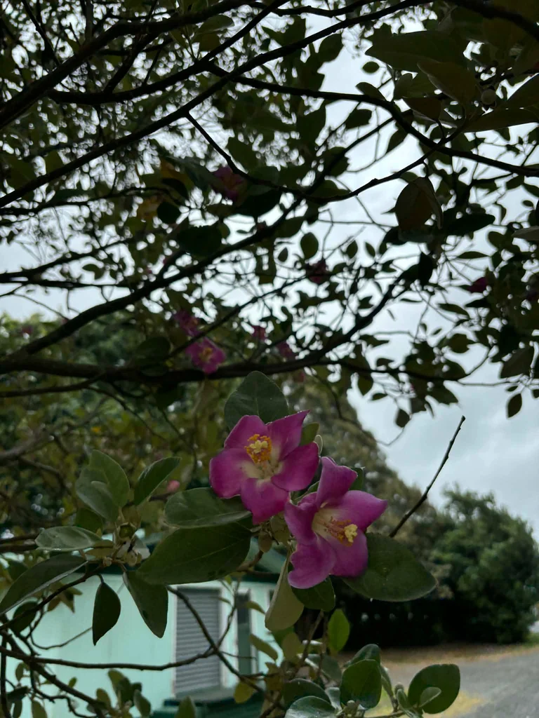 Lagunaria Patersonii