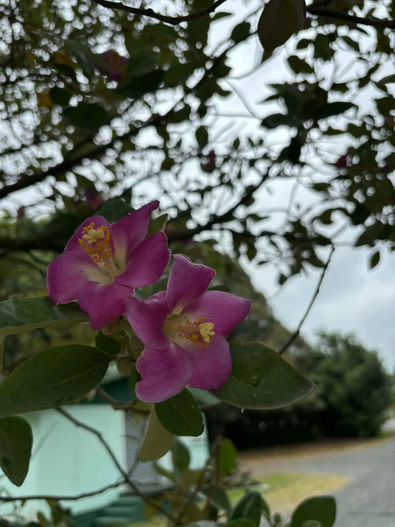 Lagunaria Patersonii