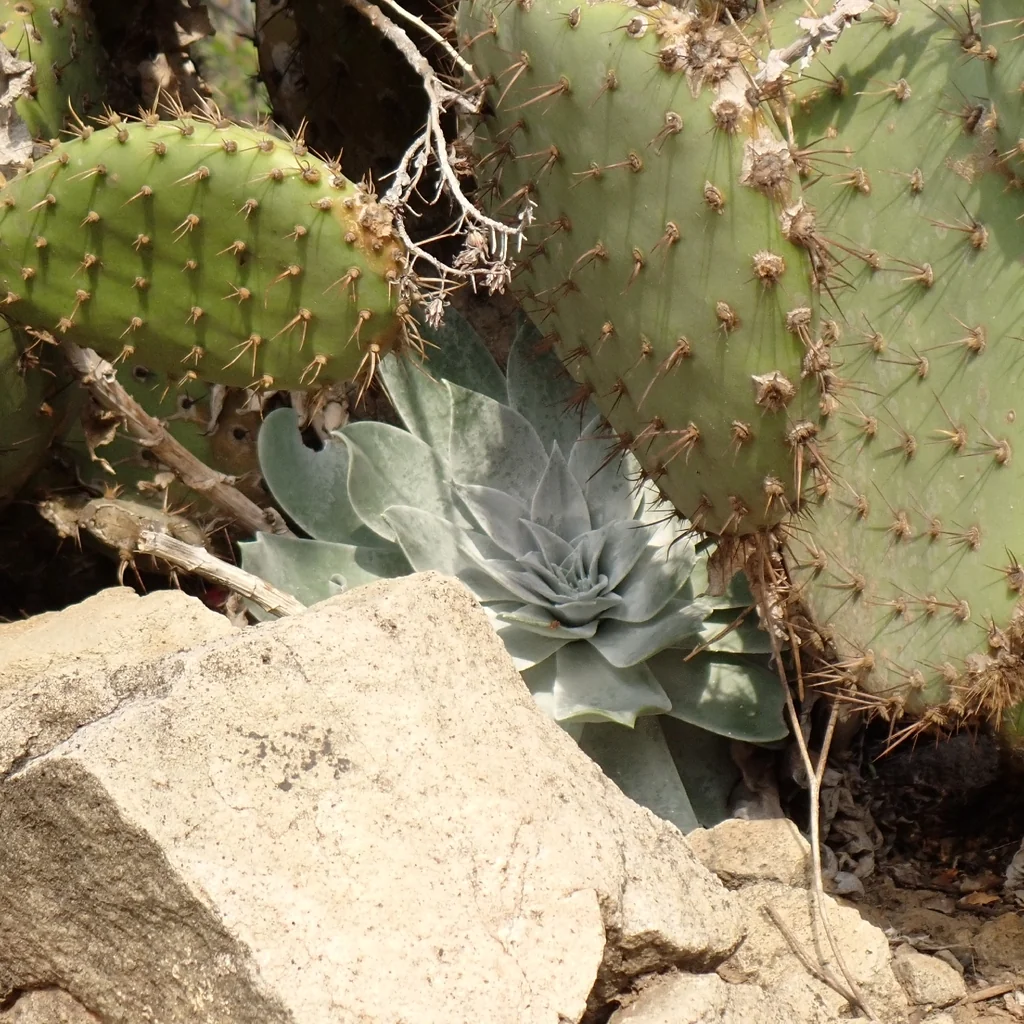 Dudleya Pulverulenta