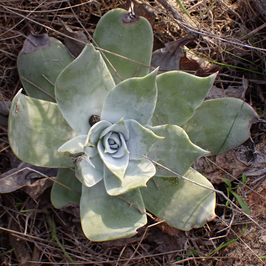 Dudleya Pulverulenta