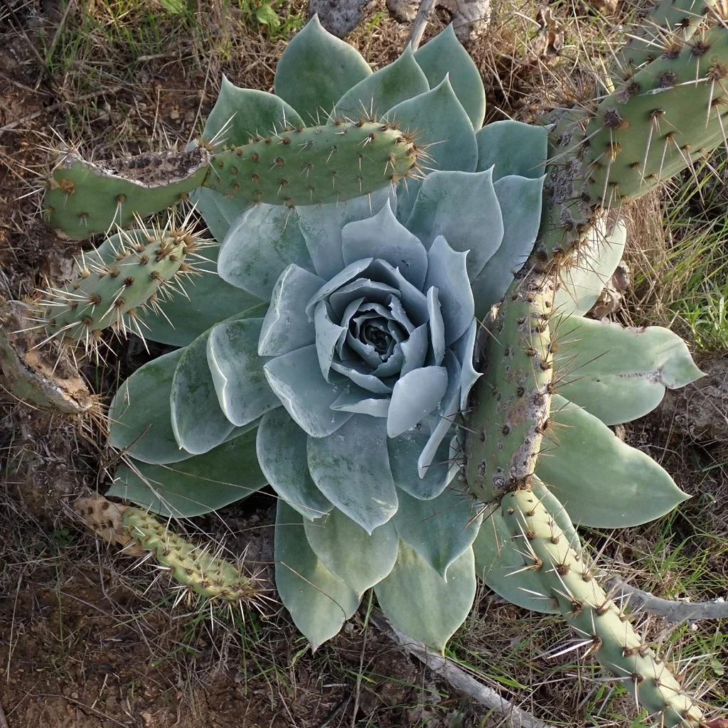 Dudleya Pulverulenta