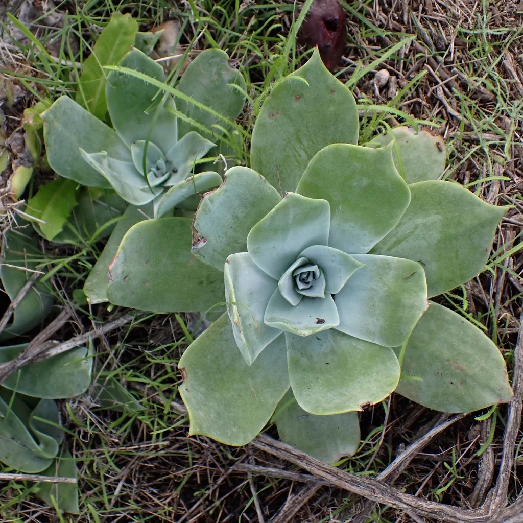 Dudleya Pulverulenta