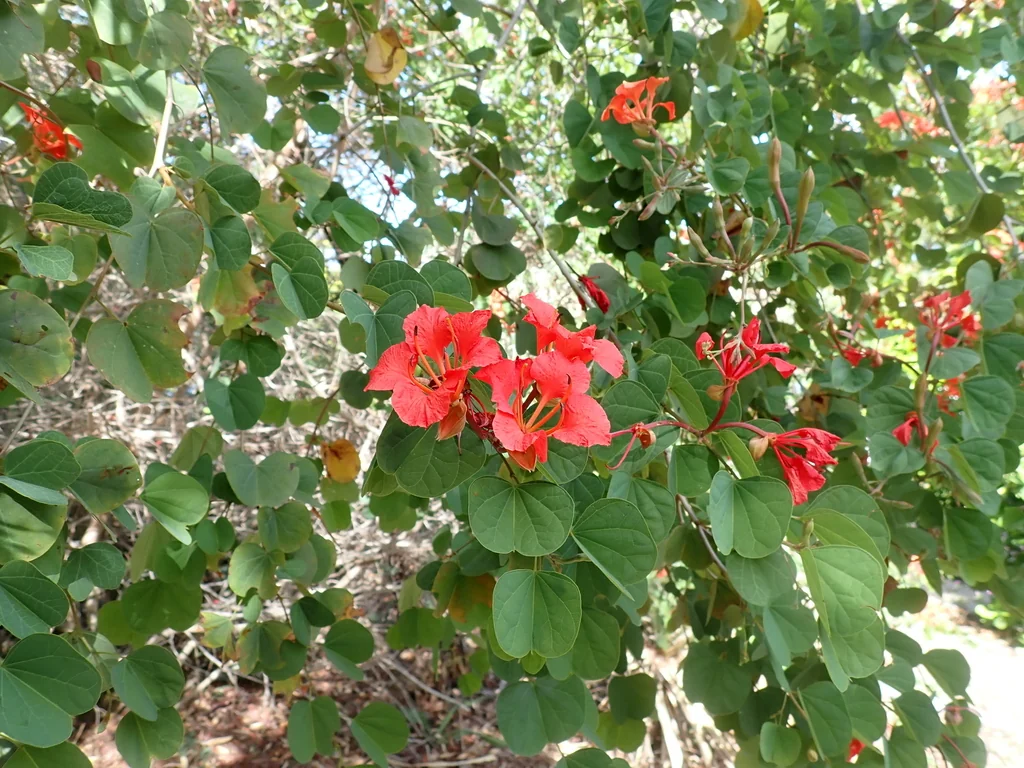Bauhinia Galpinii