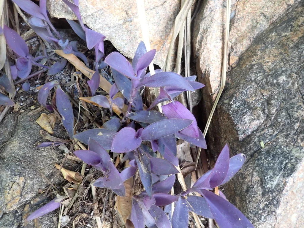 Tradescantia pallida