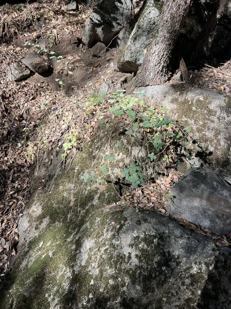 Symphoricarpos Mollis