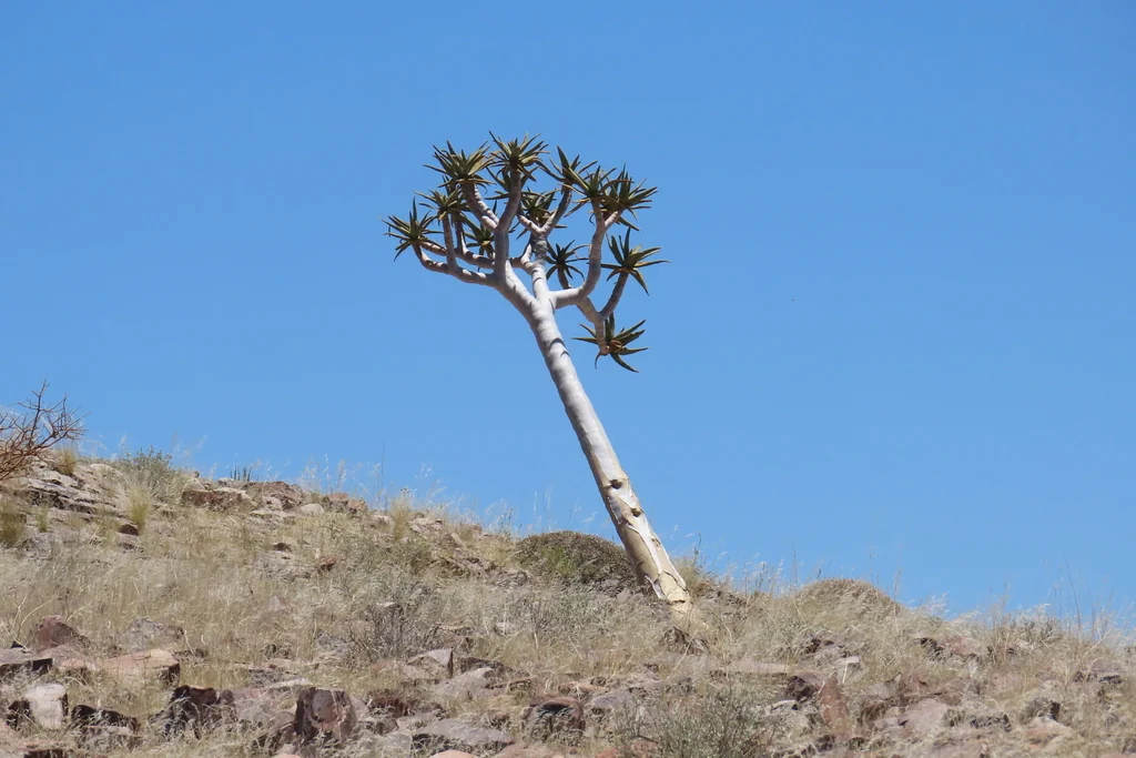 Aloe Dichotoma