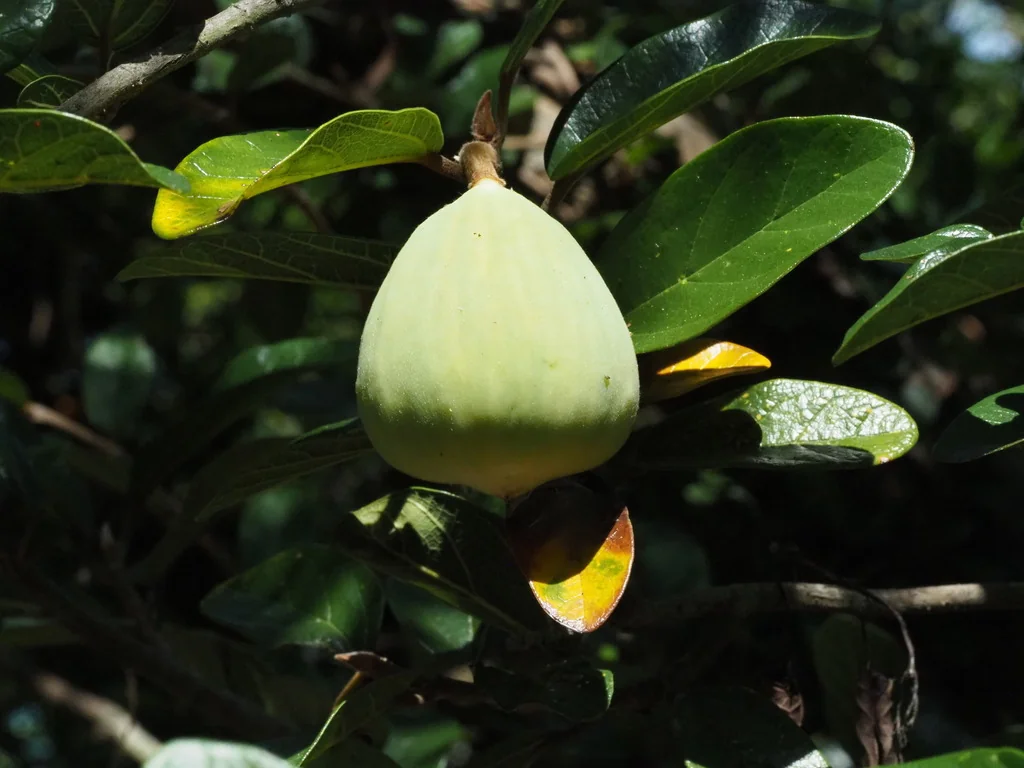 Ficus Pumila