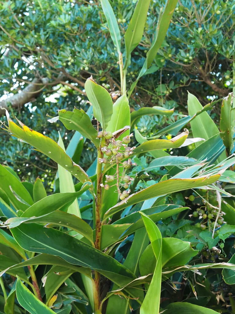 Alpinia Zerumbet
