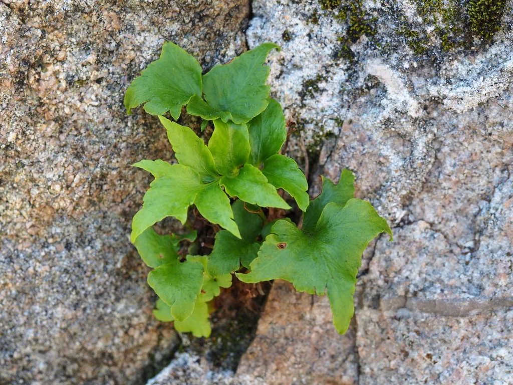 Cyrtomium Falcatum