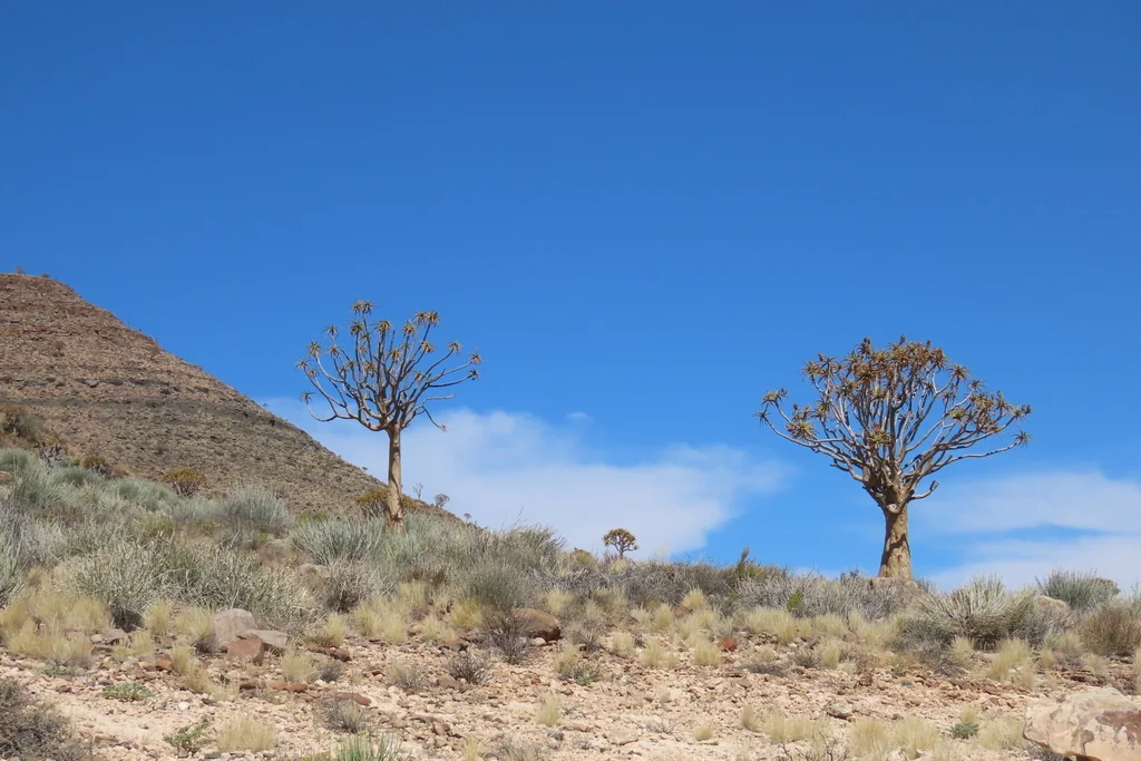 Aloe Dichotoma