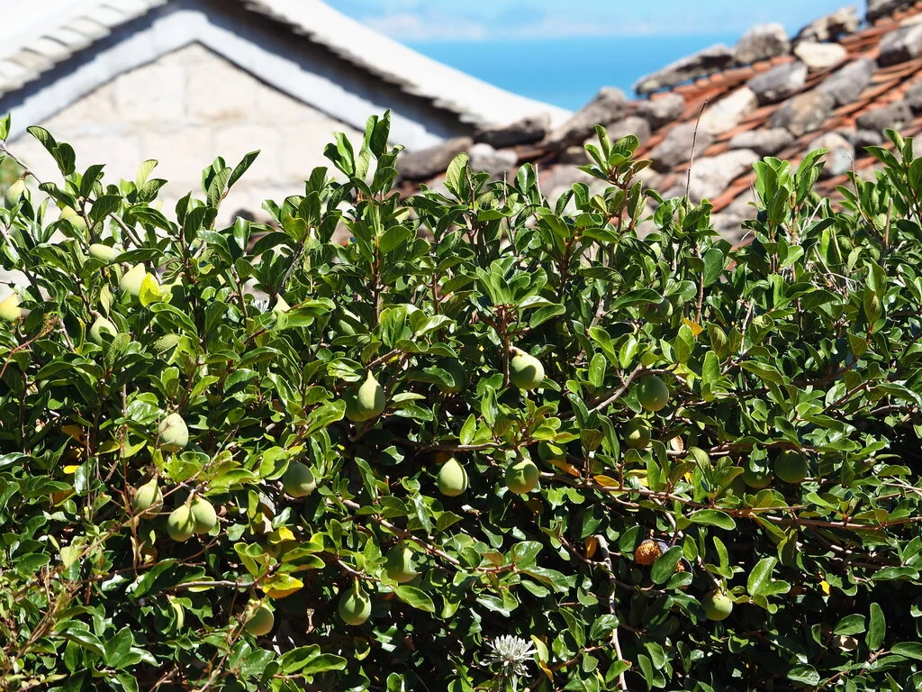 Ficus Pumila