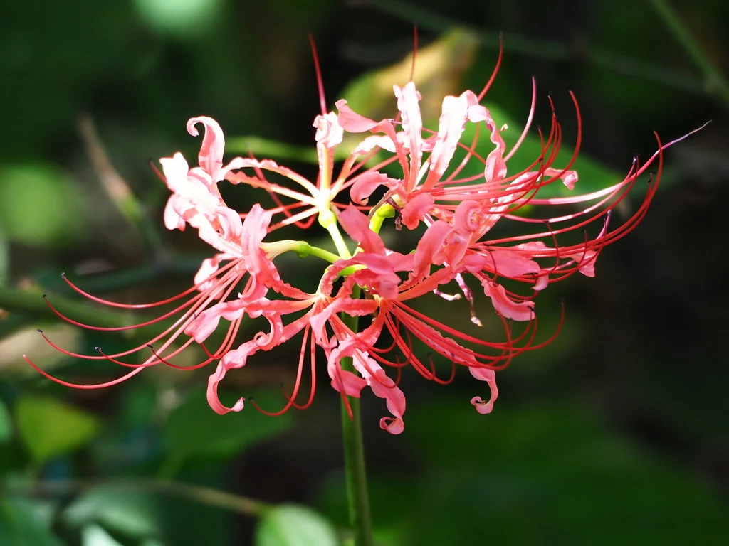 Lycoris Radiata