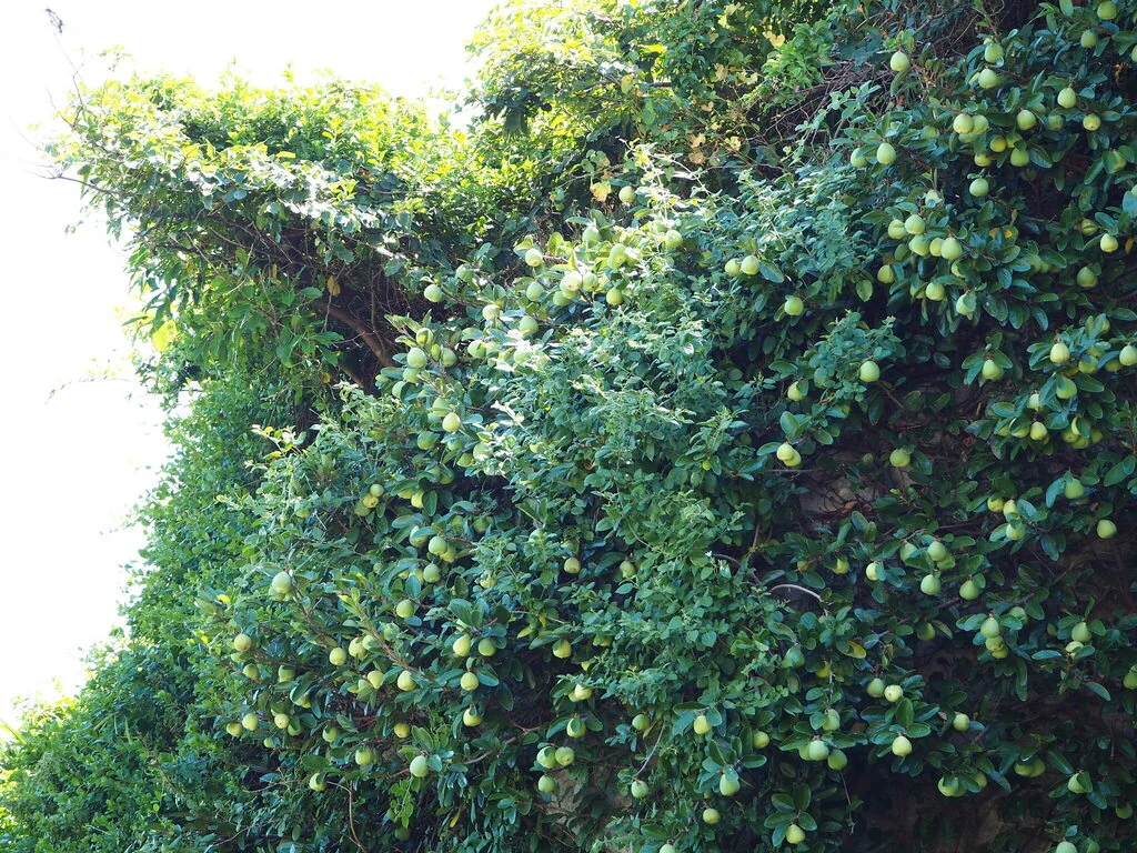 Ficus Pumila