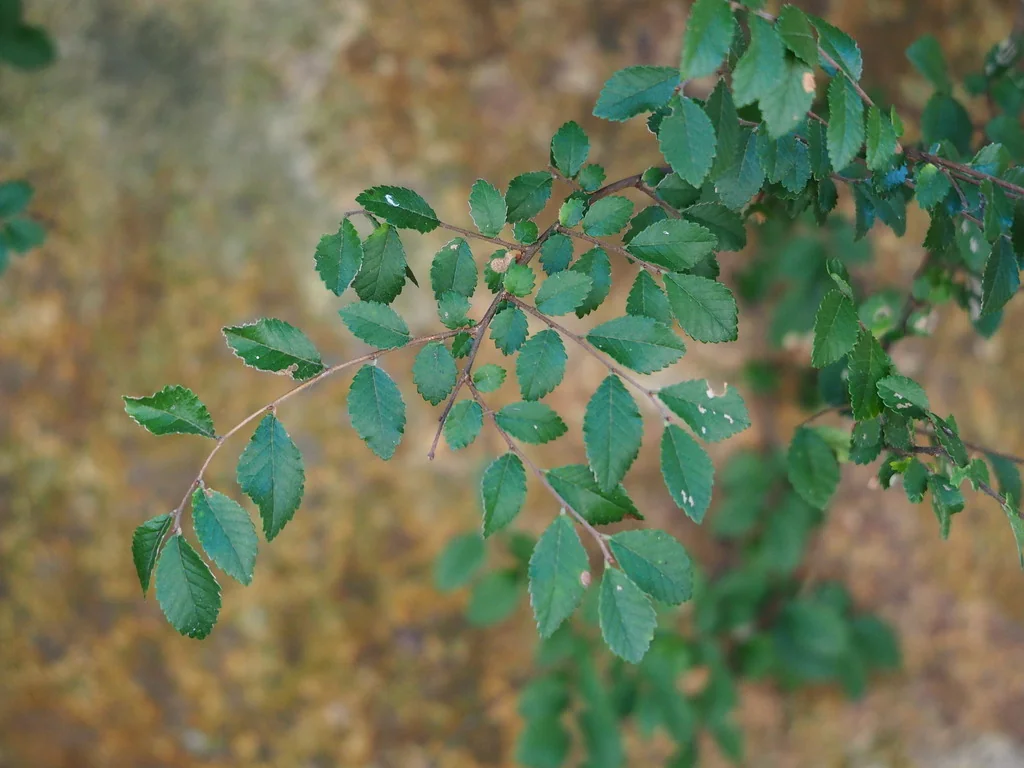 Ulmus Parvifolia